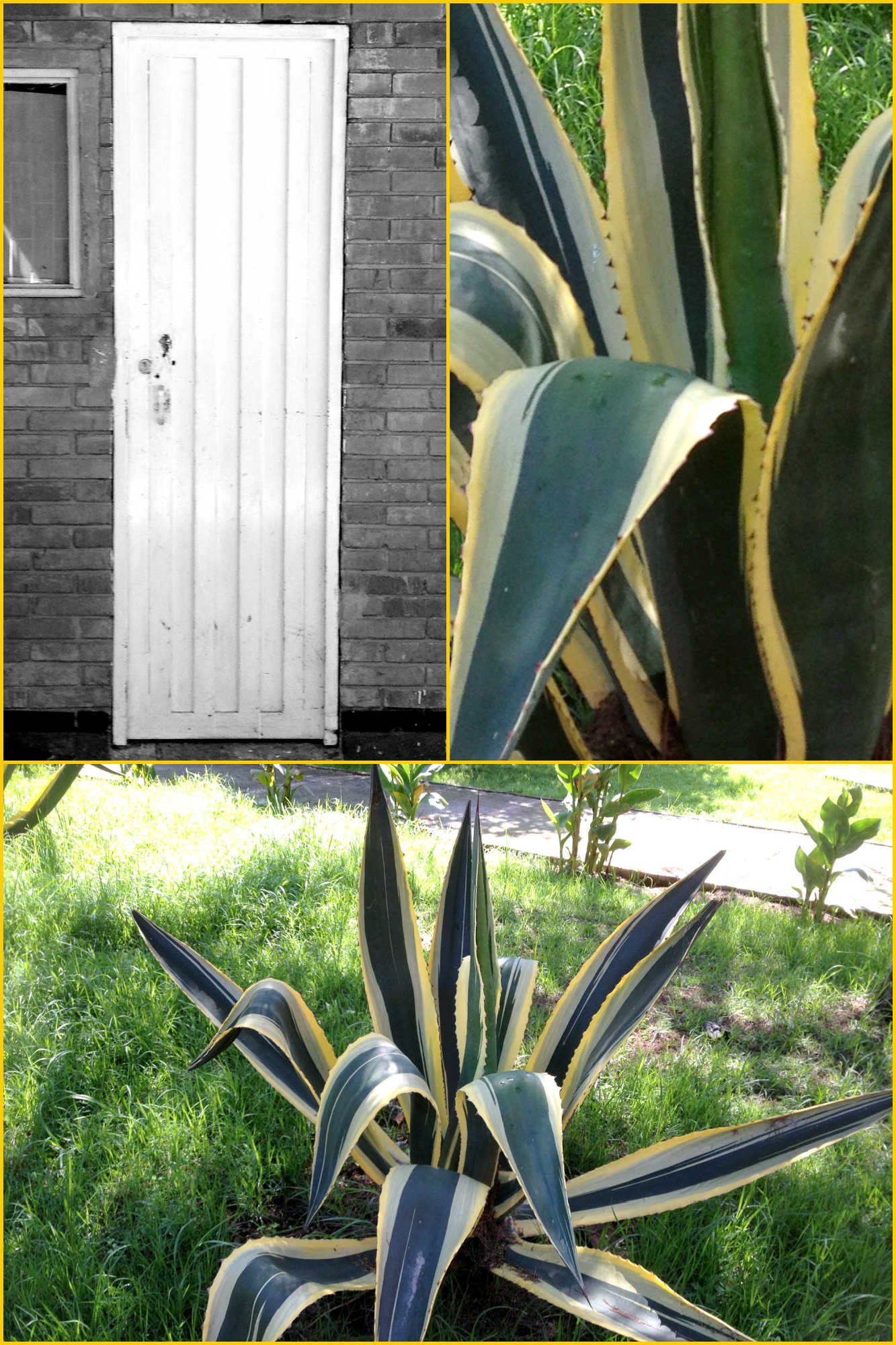 Collage of a door and some cactus plants in Bogota Colombia